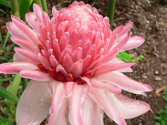 103 Cairns Botanic Gardens